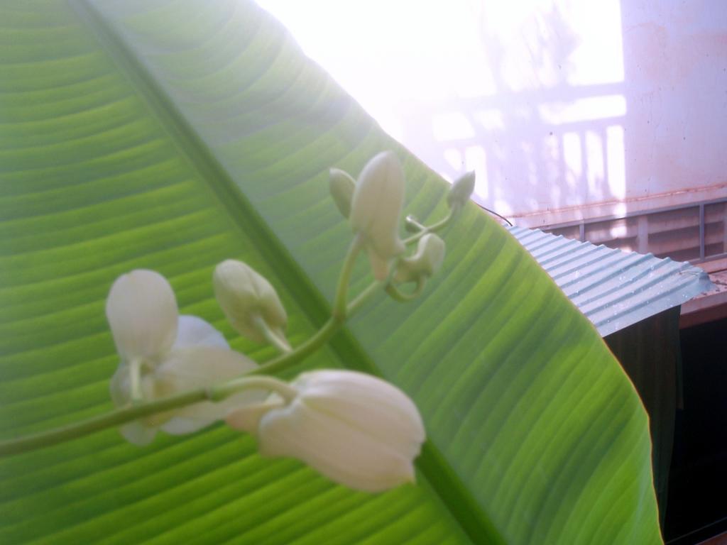 Schein Guesthouse & Restaurant Siem Reap Exterior foto